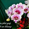 chậu lan hồ điệp