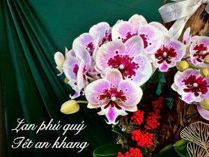 chậu lan hồ điệp