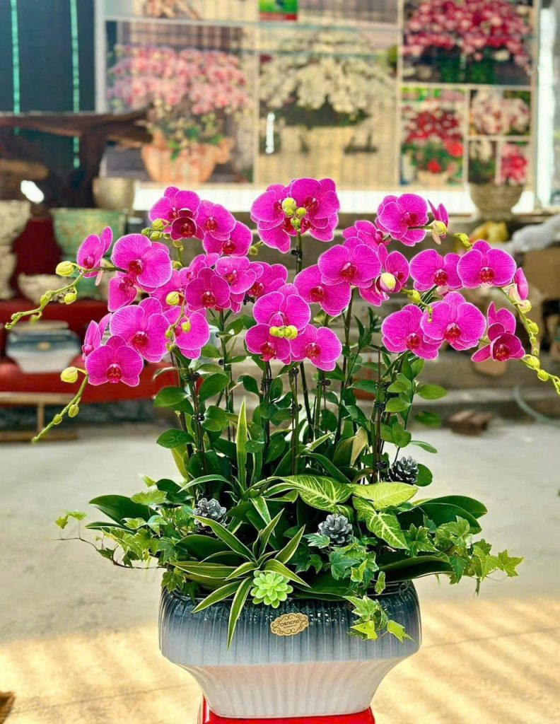 Chậu lan hồ điệp