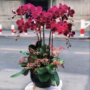 Chậu Lan Tím 5 Cành LT02-2025