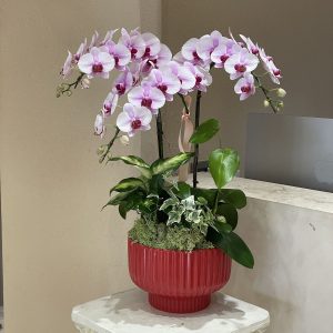 Chậu Lan Tím Trắng 3 cành Decor LT05-2025