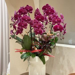 Chậu Lan Tím Decor 9 Cành LT03-2025