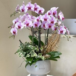 Chậu Lan Trắng Tím TT01-2025