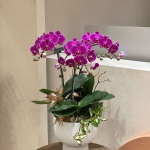 Hoa Lan Hồ Điệp Tím Để Bàn LT01-2025