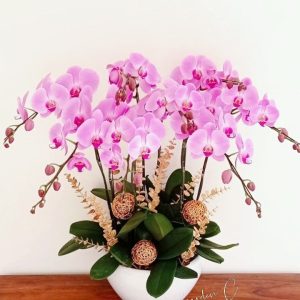 Chậu Lan Để Bàn Tím Đại Decor LT04-2025