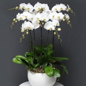 Chậu Lan Hồ Điệp Trắng 10 Cành TT002-2025